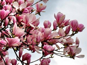 magnolii roz